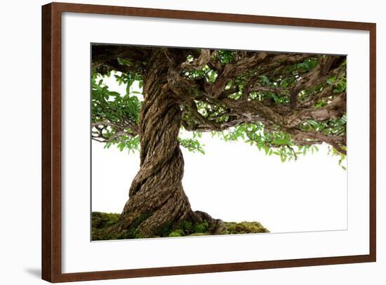 Bonsai-Fabio Petroni-Framed Photographic Print