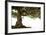 Bonsai-Fabio Petroni-Framed Photographic Print