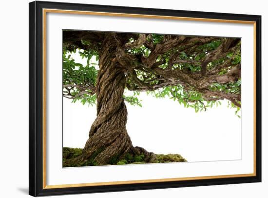 Bonsai-Fabio Petroni-Framed Photographic Print