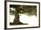 Bonsai-Fabio Petroni-Framed Photographic Print