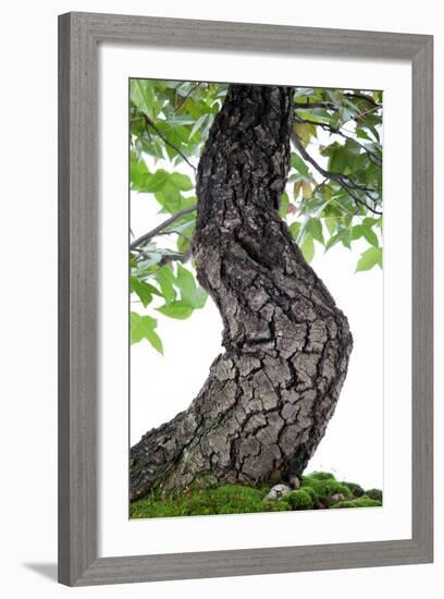 Bonsai-Fabio Petroni-Framed Photographic Print