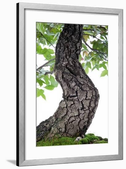 Bonsai-Fabio Petroni-Framed Photographic Print