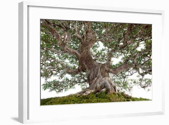 Bonsai-Fabio Petroni-Framed Photographic Print