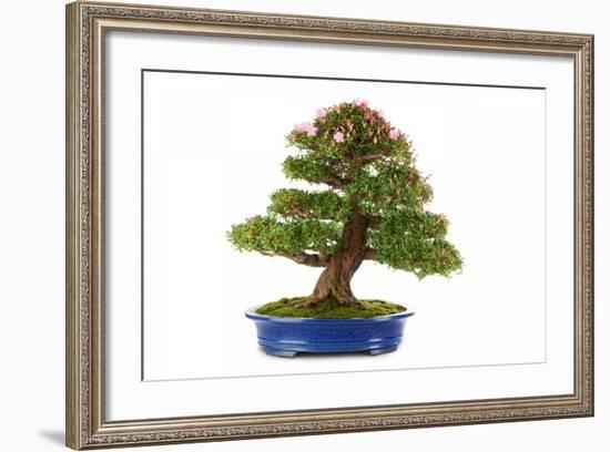 Bonsai-Fabio Petroni-Framed Photographic Print