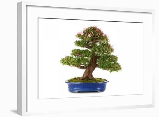 Bonsai-Fabio Petroni-Framed Photographic Print