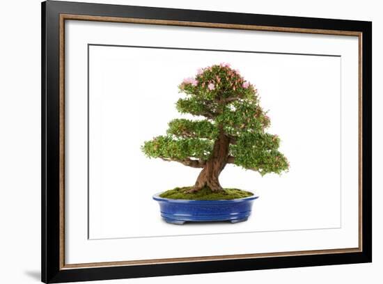 Bonsai-Fabio Petroni-Framed Photographic Print