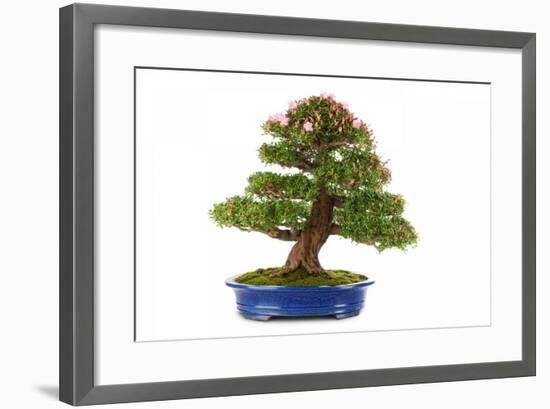 Bonsai-Fabio Petroni-Framed Photographic Print