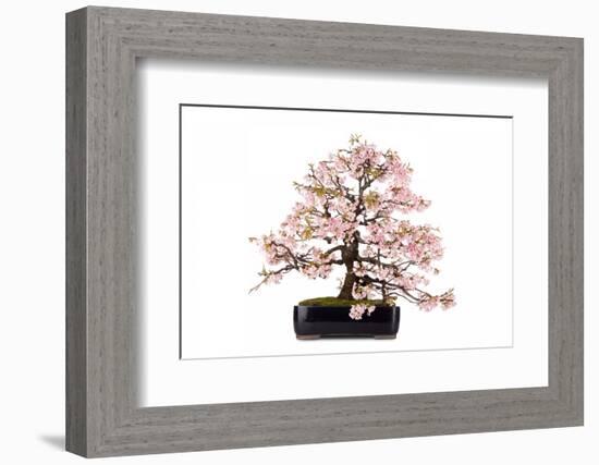 Bonsai-Fabio Petroni-Framed Photographic Print