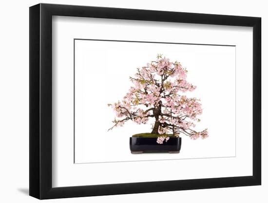 Bonsai-Fabio Petroni-Framed Photographic Print