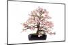 Bonsai-Fabio Petroni-Mounted Photographic Print