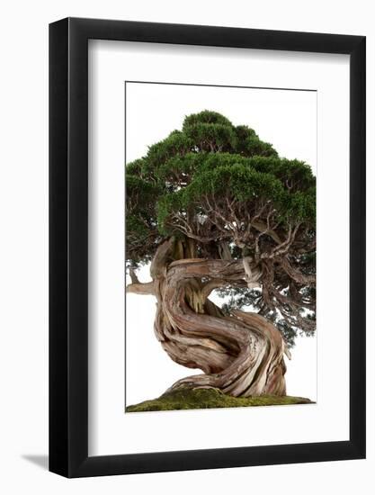 Bonsai-Fabio Petroni-Framed Photographic Print