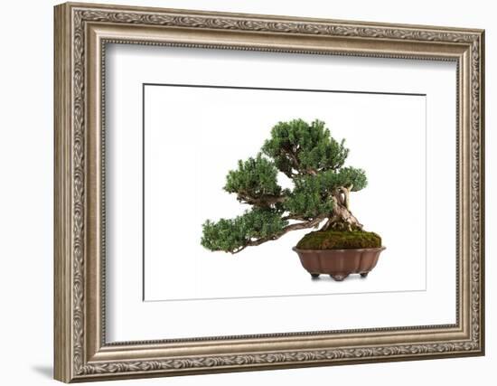 Bonsai-Fabio Petroni-Framed Photographic Print