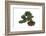 Bonsai-Fabio Petroni-Framed Photographic Print