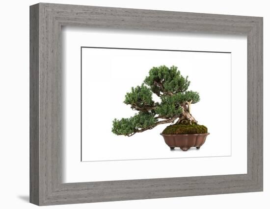 Bonsai-Fabio Petroni-Framed Photographic Print