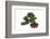 Bonsai-Fabio Petroni-Framed Photographic Print