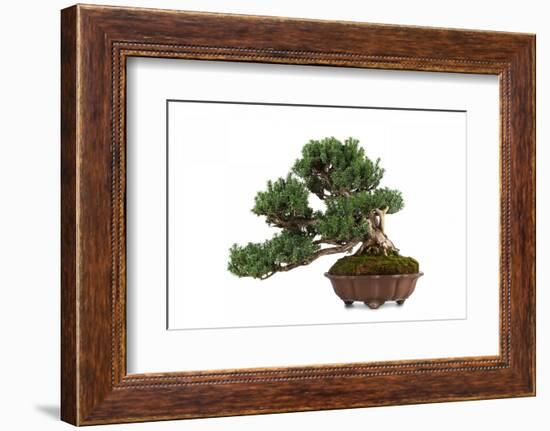 Bonsai-Fabio Petroni-Framed Photographic Print