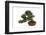 Bonsai-Fabio Petroni-Framed Photographic Print