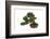 Bonsai-Fabio Petroni-Framed Photographic Print