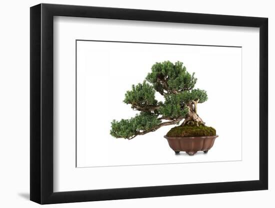 Bonsai-Fabio Petroni-Framed Photographic Print