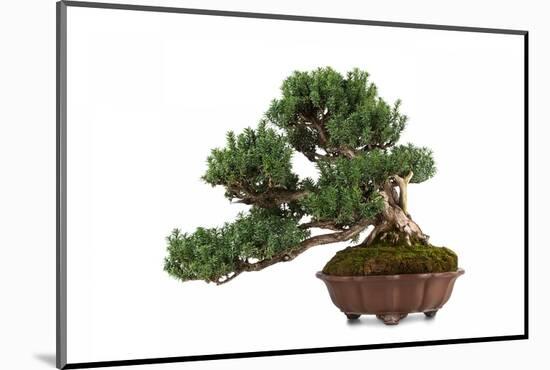 Bonsai-Fabio Petroni-Mounted Photographic Print