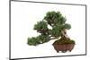 Bonsai-Fabio Petroni-Mounted Photographic Print