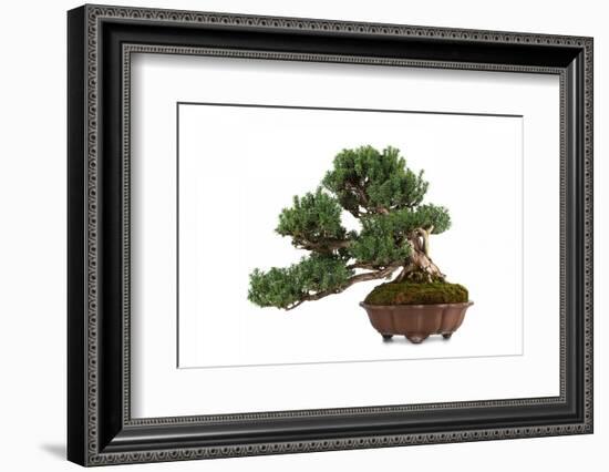 Bonsai-Fabio Petroni-Framed Photographic Print