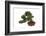 Bonsai-Fabio Petroni-Framed Photographic Print