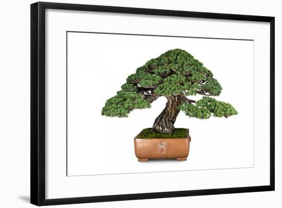 Bonsai-Fabio Petroni-Framed Photographic Print