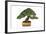 Bonsai-Fabio Petroni-Framed Photographic Print