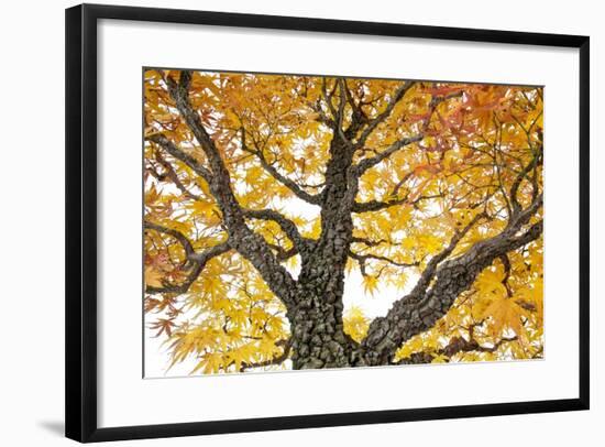 Bonsai-Fabio Petroni-Framed Photographic Print