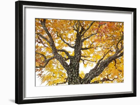 Bonsai-Fabio Petroni-Framed Photographic Print