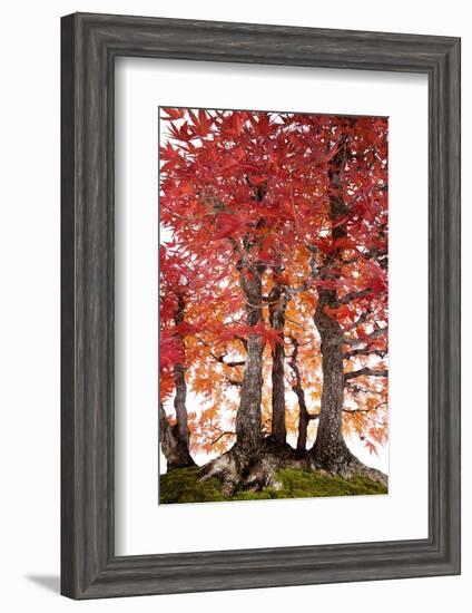 Bonsai-Fabio Petroni-Framed Photographic Print