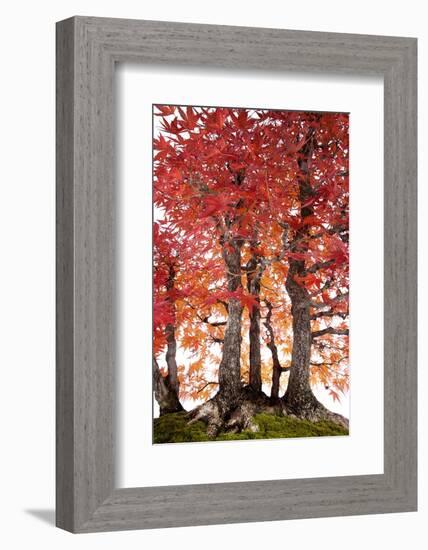 Bonsai-Fabio Petroni-Framed Photographic Print