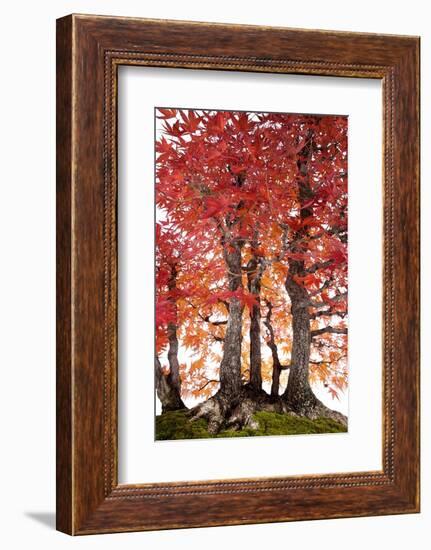 Bonsai-Fabio Petroni-Framed Photographic Print