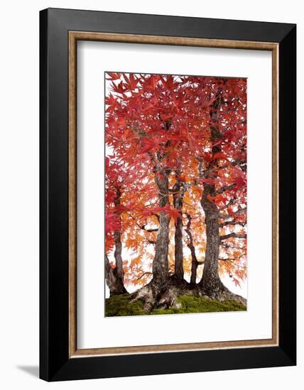 Bonsai-Fabio Petroni-Framed Photographic Print