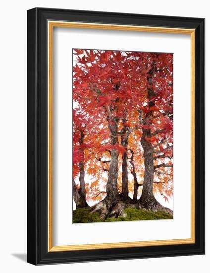 Bonsai-Fabio Petroni-Framed Photographic Print