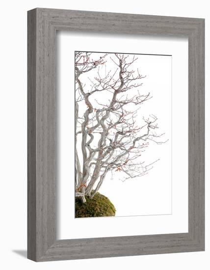 Bonsai-Fabio Petroni-Framed Photographic Print