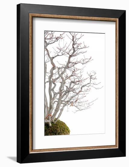 Bonsai-Fabio Petroni-Framed Photographic Print