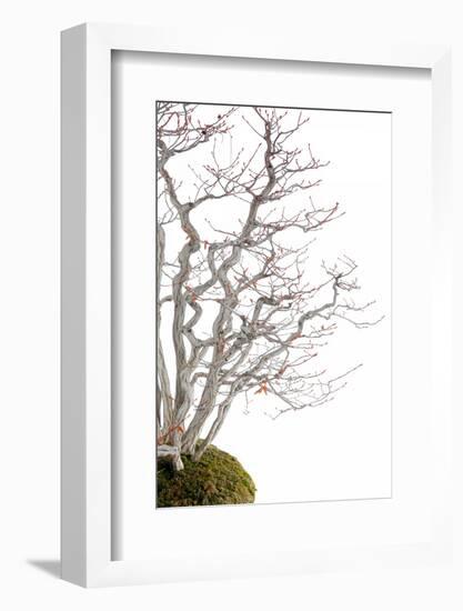 Bonsai-Fabio Petroni-Framed Photographic Print