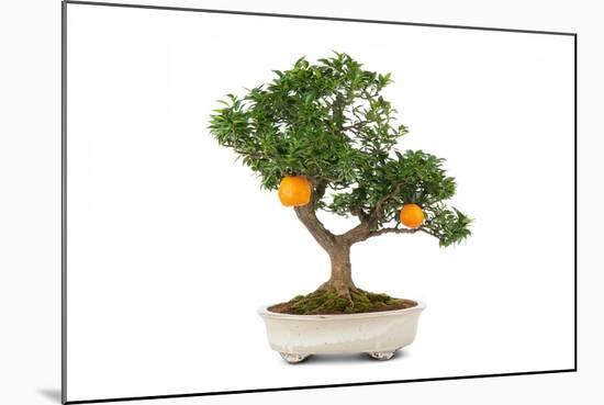 Bonsai-Fabio Petroni-Mounted Photographic Print