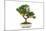 Bonsai-Fabio Petroni-Mounted Photographic Print