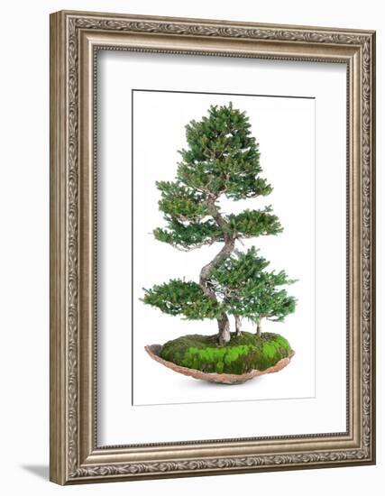 Bonsai-Fabio Petroni-Framed Photographic Print