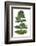 Bonsai-Fabio Petroni-Framed Photographic Print