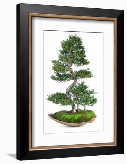 Bonsai-Fabio Petroni-Framed Photographic Print