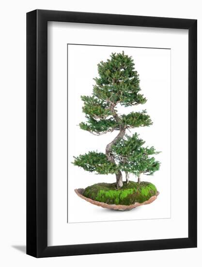 Bonsai-Fabio Petroni-Framed Photographic Print