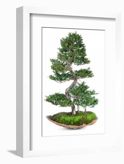 Bonsai-Fabio Petroni-Framed Photographic Print