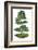 Bonsai-Fabio Petroni-Framed Photographic Print