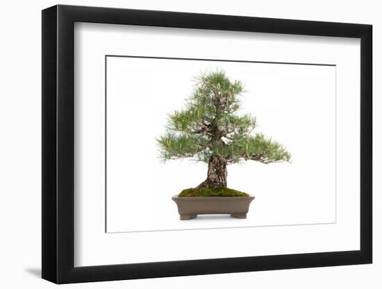 Bonsai-Fabio Petroni-Framed Photographic Print