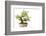 Bonsai-Fabio Petroni-Framed Photographic Print