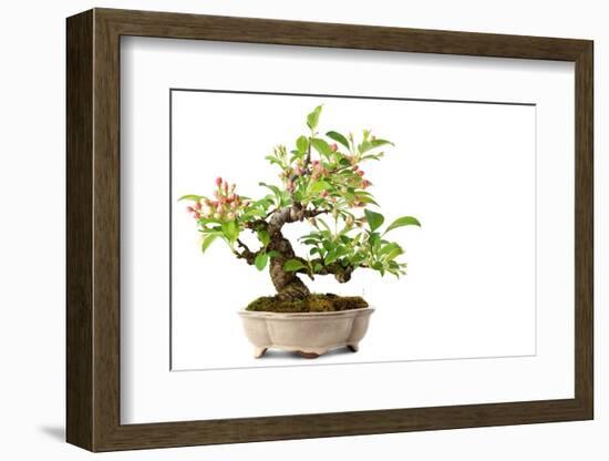 Bonsai-Fabio Petroni-Framed Photographic Print